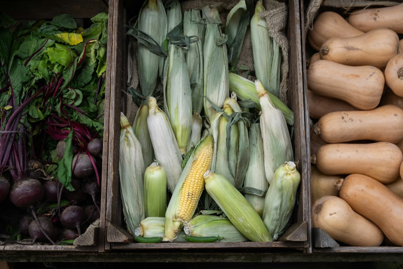 Cagettes de légumes frais bien rangées — betteraves, maïs, courges