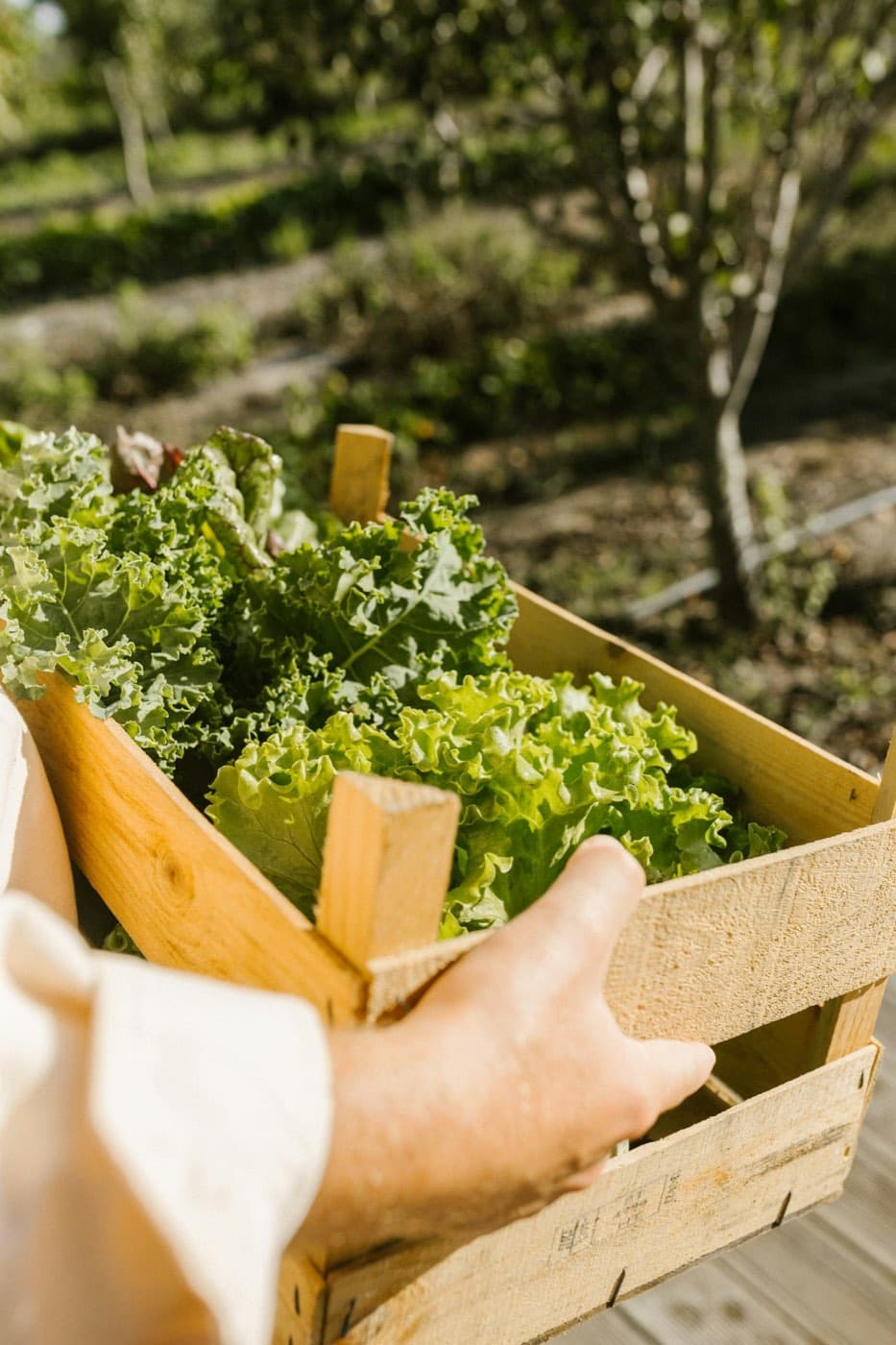 Un livreur porte une caisse de salades fraîches